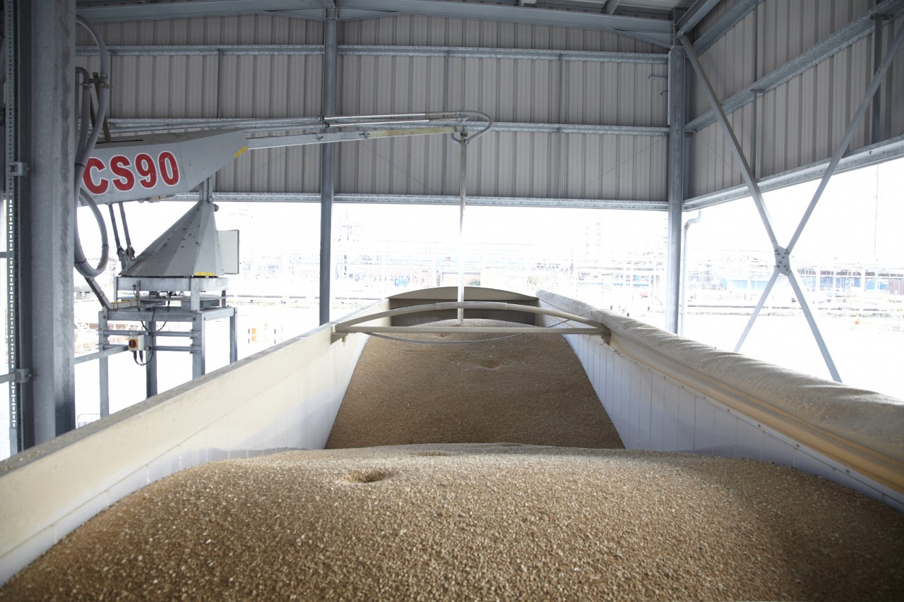 Wheat-Sampling-2