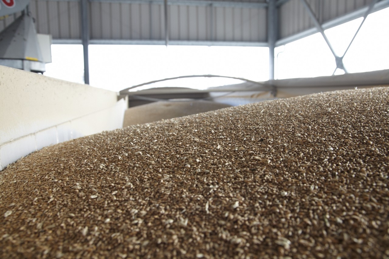 Grain-2