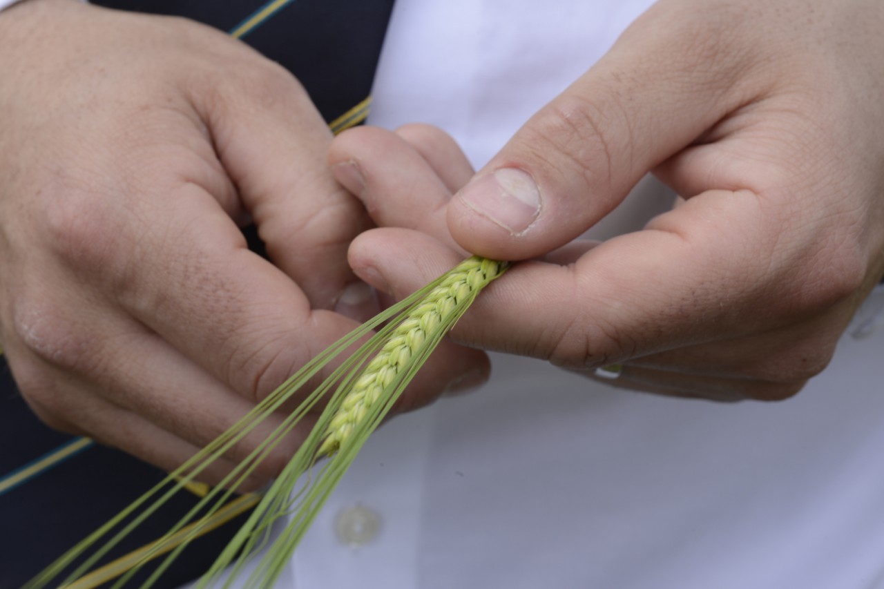 Spring barley