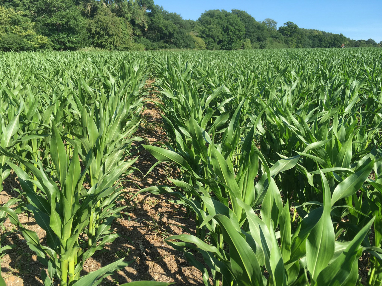 KWS-Ambrosini-maize-June-2020